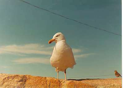 A great black-backed gull